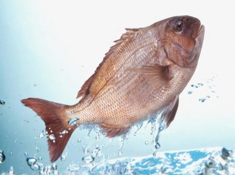 古特生物 古特生物