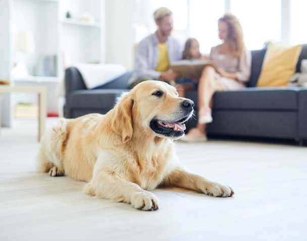 SAMe改善認知功能 SAMe改善認知功能