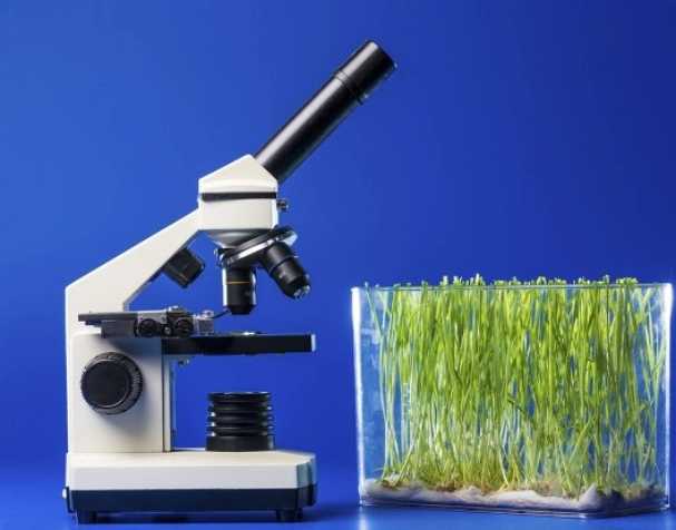 促進(jìn)幼苗跟葉生長 促進(jìn)幼苗跟葉生長