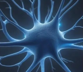 胞磷膽堿:神經膜的直接修復者 胞磷膽堿:神經膜的直接修復者